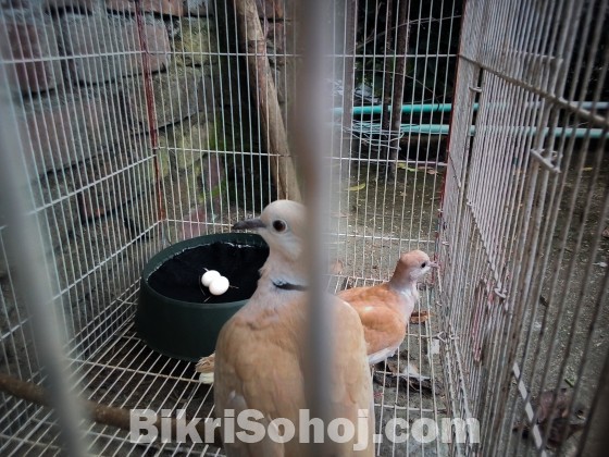 Adult Australian Dove